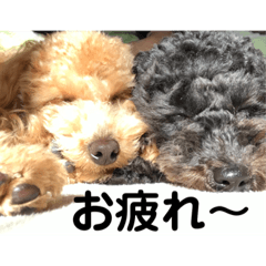 junjun's dog