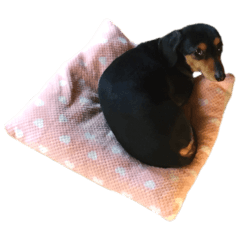 ミニチュアダックスフンドのミミ( ♀)