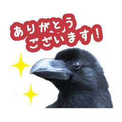 Japanese crow sticker