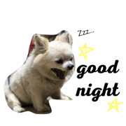 Haru_dog