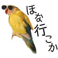 Love bird in Osaka