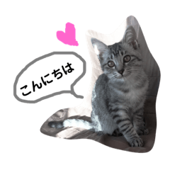 KONA_NEKO2