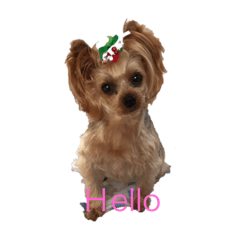 pi_20190203213228