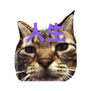 cateverydaycat2