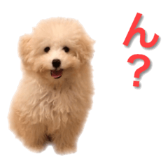 cute toy poodle Mungoro