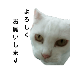 うちの猫の日常(実写版)敬語編