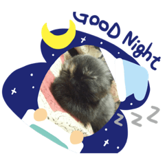 cat lover's