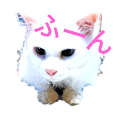 bear_20190204184919