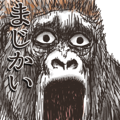 Gorilla gorilla gorilla 10