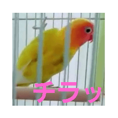 KappyJapan_20190205062713