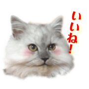 mugie cat