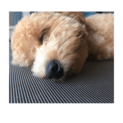 junjun's dog 2