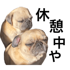 PUGS! JIN&MOMO!