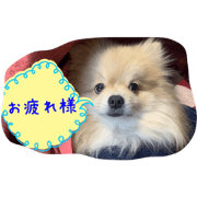 LOVERY dog uru2