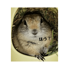 richaosticker