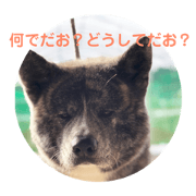 meigon_20190206202639