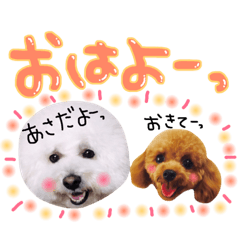 Everyday Toy Poodle & Bichon Frise