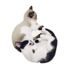 jiji & booboo