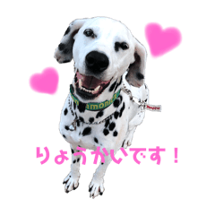 Dalmatian Lucky