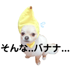 tomachan_