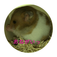 chinopuru
