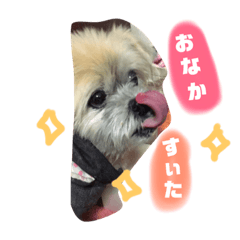 syoc