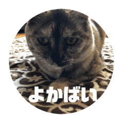 cat hakata ben 1