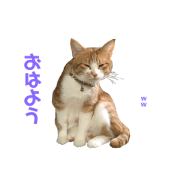 Rinpooh_20190202162129