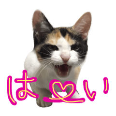 Hana_stamp