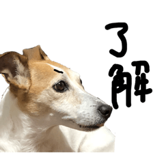 Jack Russell and more...