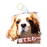 slow_obachan_20190206125846