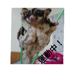 蜜袋鼯-妞