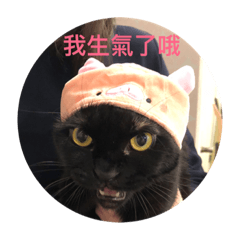 Lulu the cat