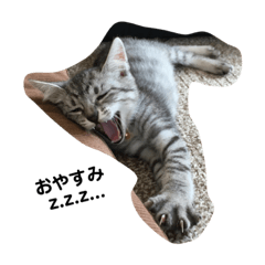 KONA_NEKO