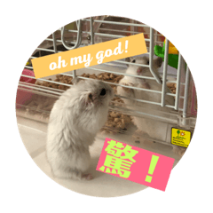 倫（Dora.M)老鼠NO:1