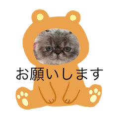 nyanko_20190205191107