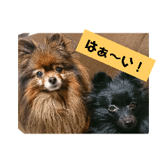 dog_20190202175337
