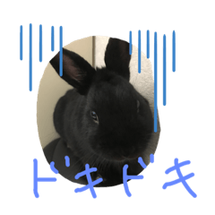 black rabbit_20190129222347