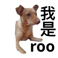 小roo