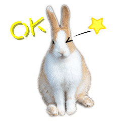 Cute rabbit daily life (German language)