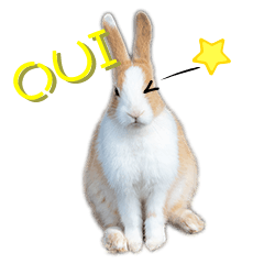 Cute rabbit daily life (French language)