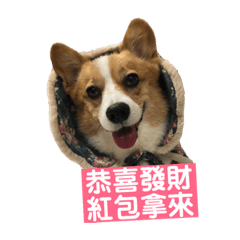 柯基Hola爽爽狗生 第一彈