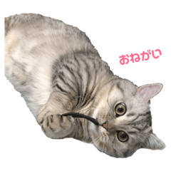 Milky_is_very_cute