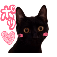 black cat JIJICO_20190119180712
