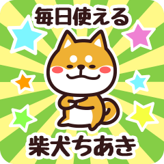 Petit Shiba Chiaki (Everyday)