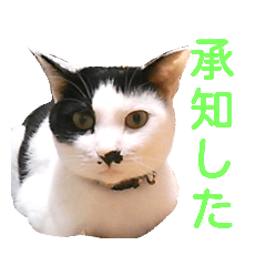 hayato_20190131103925