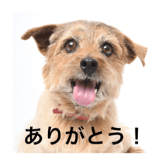 Hanamama_20190122151741