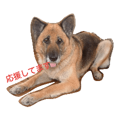 ran_20190202145215