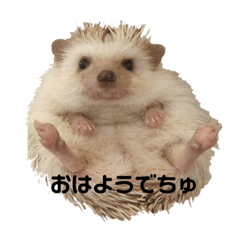 AshFamily_lovelyhedgehogs