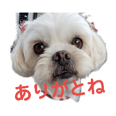 ayumi_20190208181103